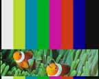Sky fish testcard